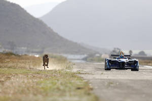 Insolite : course sprint entre une Formula E et un guépard